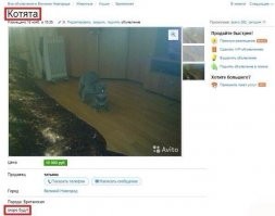 ...ну и немного муркотинга: