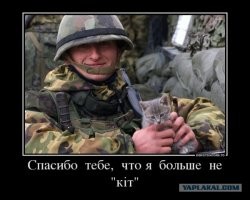 Кошки на войне