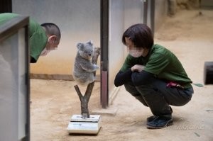 Спрашивается - куда смотрят защитники животных?! Почему людям глаза замазали а бедной панде - нет?
А если это разрушит её глубокий внутренний мир?