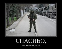 Кошки на войне
