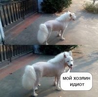 Смех сквозь слезы: 18 неудачных стрижек животных