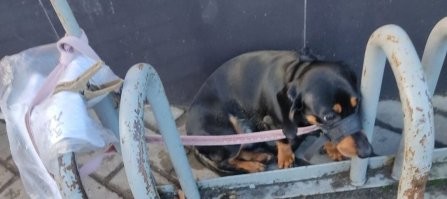 Россиянин выхватил кота из лап смерти