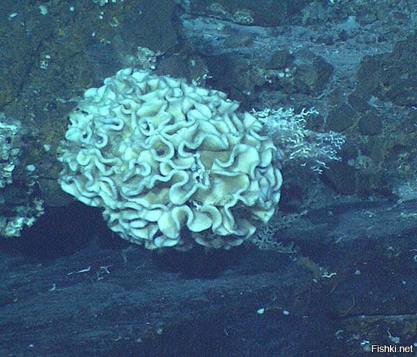 Про самых больших одноклеточных - 
Это одноклеточные, обитающие на дне мирового океана на глубине от 500 до 10 600 метров.
Впервые они были описаны Генри Боуменом Брэди в 1883 году. Они многочисленны на абиссальных равнинах, а в некоторых регионах являются доминирующим видом. Описано пятнадцать родов и 75 видов, сильно различающихся по размеру. Самый большой, Syringammina fragilissima, является одним из самых крупных известных ценоцитов, достигая до 20 сантиметров  в диаметре.
