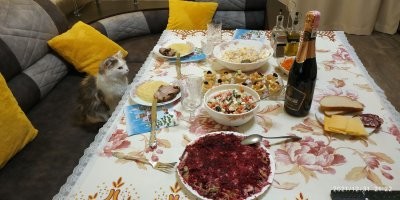 Котеек много не бывает