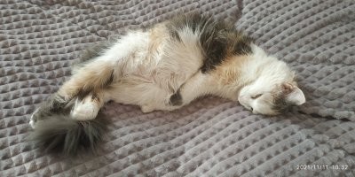 Котеек много не бывает