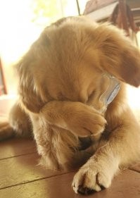 Кудрявый лабродор, мля...