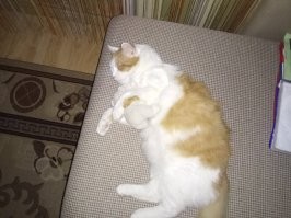 У меня знакомство с моим Рыжиком тоже связано с авто))).  Помогал знакомому на стройке.  У нас в пакете лежала курица-гриль; когда пришло время обеда, Я из пакета достал маленького чертёнка, жадно пожирающего наш обед. Пришлось поделиться. Доев свой кусок, оно залезло ко мне по штанам на руки, и, громко рыгнув, полезло на плечи. В шутку ему сказал, что, если хочет жить со мной, пусть дождется меня у машины.  В конце работы мой Кот ждал меня, сидя на капоте моего авто. Двенадцать лет, полет нормальный!