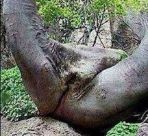 Вот тоже обманчивые фото: