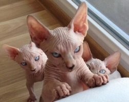 Походу двуногому пришли на разборки.