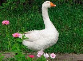 Да, извиняюсь. Просто никогда не видел уток пекинской породы. Но согласитесь, ну гуся весьма похожа )))