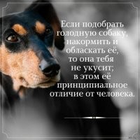 Бездомный кудрявый лабрадор на помойке давал людям лапу, надеясь на помощь