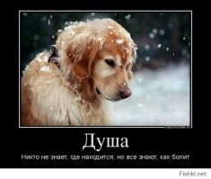 Бездомный кудрявый лабрадор на помойке давал людям лапу, надеясь на помощь