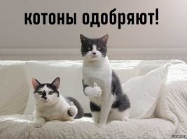 Когда ты фрилансер на удаленке, или убойные ситуации из "свободной" жизни