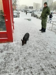 Фотографировала перед новым годом. Питер. Купчино.
