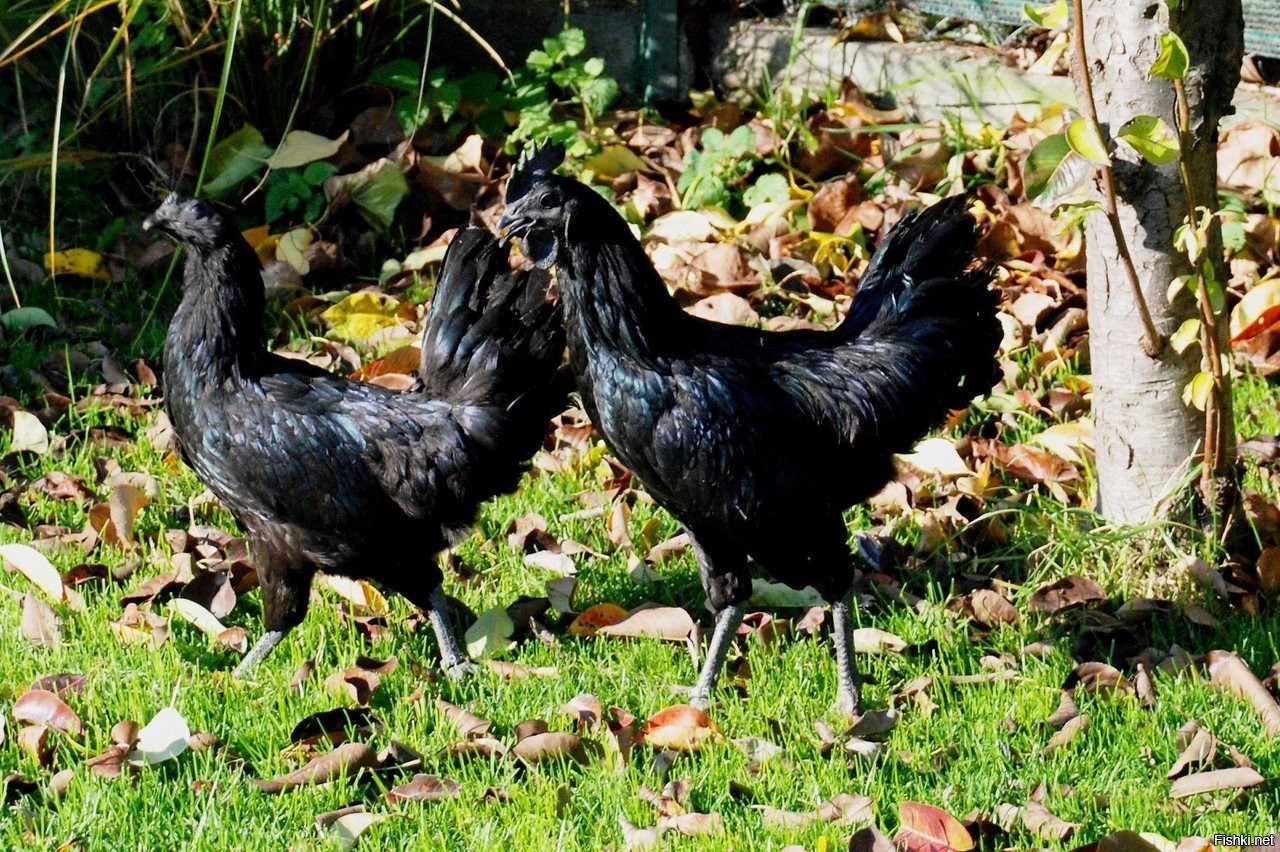 Как называется порода черных кур. Черные куры Аям Цемани. Петух Аям Цемани. Черная курица Аям Цемани. Куры породы Ухейилюй.