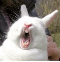 Спасение крикливого зайца