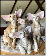 Слонокотапы