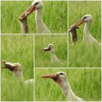 Вон оно чо.  :vampire: