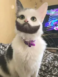 Кот Канчиты Вюрст?