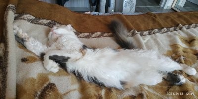 Не бойтесь брать в свой дом бездомных животных (41 фото)