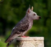 Если присмотреться, то можно разглядеть голупесика)