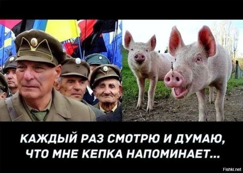 Милые и общительные поросята