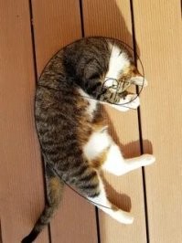 И котики