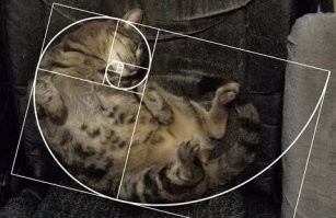 И котики