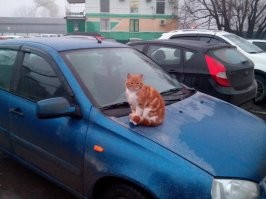 Ростовчанин