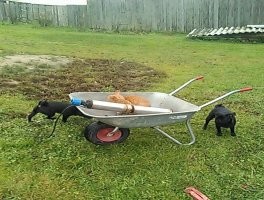 Это мой снимок. Не заметил, что съемка в панорамном режиме. Мопсиха друга за моей кошкой погналась и не заметила, как та в тачку запрыгнула. Кошка минут пять спокойно наблюдала, как собакен вокруг тачки круги нарезает... )