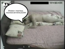 "гузкие"? чем шмогли...