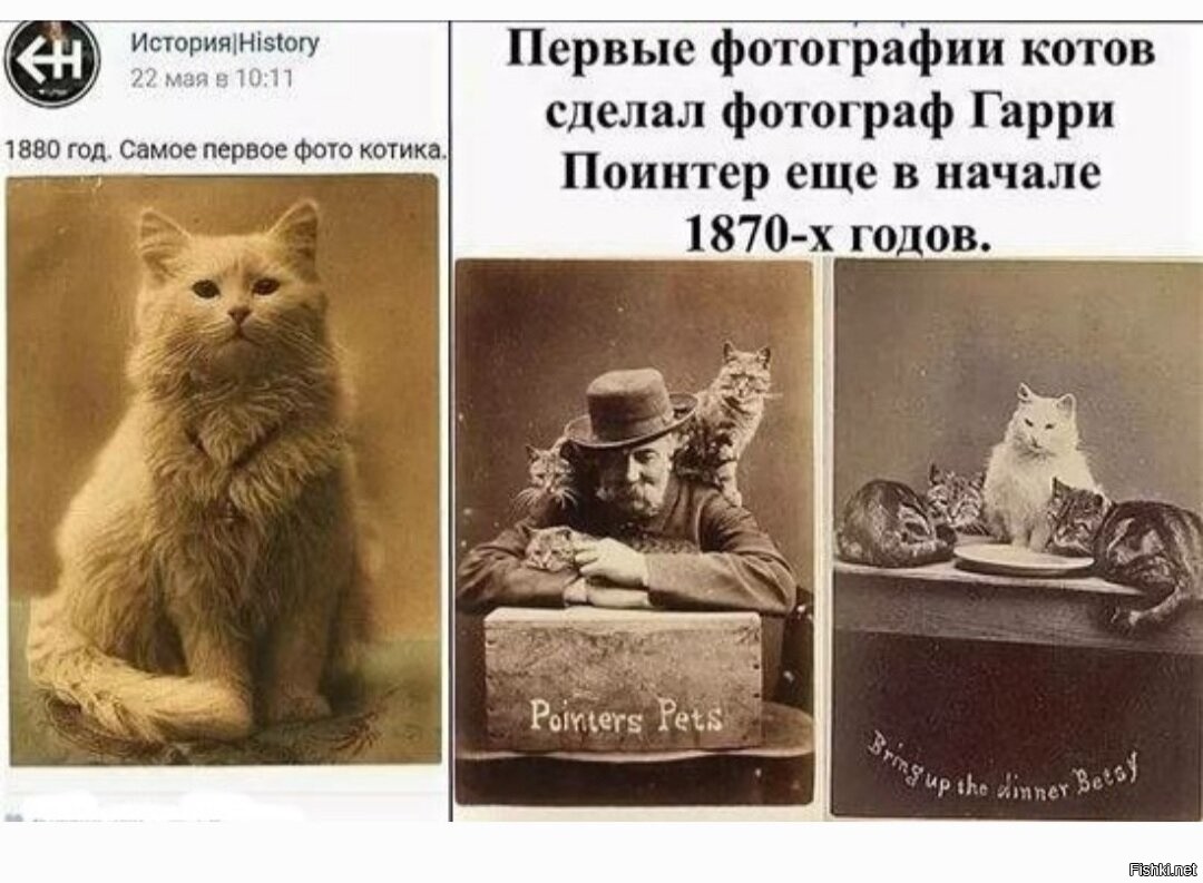 Правда кота. Первая фотография кота. Первые фотографии котов. Самый первый кот. Первая фотография кота в мире.