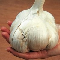 У нас такой чеснок в магазине лежит, называется «Elephant garlic».