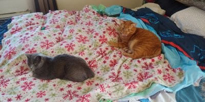 Может. Мы через хороших людей потом два котика из улицы забрали. Мальчика и девочку.