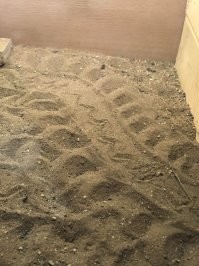 Может быть это был черепах?