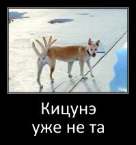 Когда хотел сфоткать панораму с питомцем - а получился фейл 