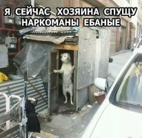 17  случаев, когда за табличкой «Осторожно, злая собака!» скрывался сюрприз