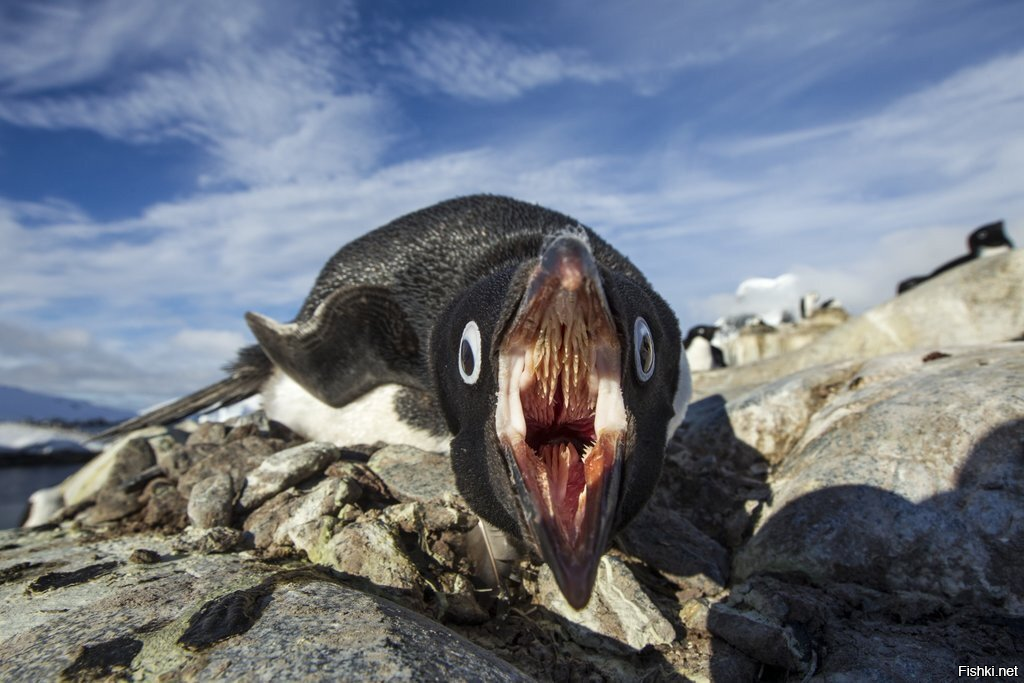 Аргентинские ученые засняли охоту пингвина от первого лица