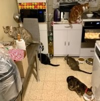 Поставил ЖИРНЫЙ МИНУС !!! Одни рекламные мифы ради продажи хлама. Нормальные, любящие животных люди просто ОБЩАЮТСЯ со своими котиками, собаками, хомячками и даже рыбками. И как сожитель с пятью котиками, могу 500% сказать - котикам пофигу, где стоит вода и как близко еда. Если котик хочет пить - то он прежде всего проверит грязную раковину ( судя по всему, там вообще ВОЛШЕБНАЯ ВОДА ), потом ванную с пеной, кстати, и только потом будет пить из миски, которую я меняю ДВА раза в день ))) И насчёт фонтанчика - готовьтесь к мокрой постели, мокрому дивану, мокрому столу и столику и вообще множеству МОКРЫХ следов и вещей - ведёт фонтан создан только для того, что бы ИГРАТЬСЯ СО СТРУЙКАМИ !! И пить котик таки полезет сначала в грязную ( образное выражение)/раковину)) переноска - убожество, ТВАРИ, хватит мучить котиков. Котиками нравятся коробочки, и переноска должна быть ПРЯМАЯ, КВАДРАТНАЯ и мягкая, и что бы Вы могли просунуть пальчик и положить на голову котика - вот тогда котик доволен, минимально нервничает и даже может заснуть. Но в любом случае - ЛЮБАЯ ПЕРЕНОСКАдля котика - это стресс, т.к. покидание места жительства для них очень плохо, проверено на 5 котах, и мальчики, и девочка, весом от 5 до 11 кг)). Миру мир, покушать котикам !!!!
ПЫСЫ: общее фото котиков старое, сейчас они ВСЕ жирнее в два раза как минимум )))