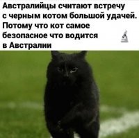 Почему в большинстве фильмов Леонида Гайдая присутствуют кошки