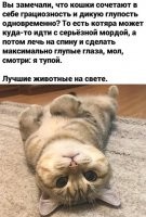 Ты, умный, завтра к восьми на работу, а тупой котяра будет лежать на спине, сытый и в тепле.