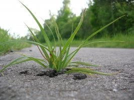 У меня тоже есть подобное, типа "жизнь прорастет несмотря ни на что"