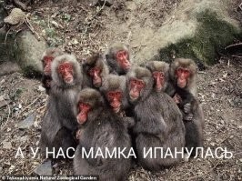 В японском зоопарке макака впервые стала "альфа-самкой"