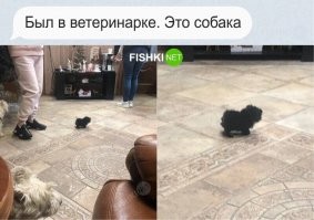 Я такой же меховой комок каждый вечер из пупка достаю