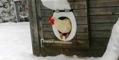 Кормушки и скворечники