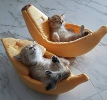 У котов есть своё представление об идеальном месте для отдыха