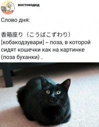 У котов есть своё представление об идеальном месте для отдыха