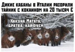 по ходу те же самые кабаны