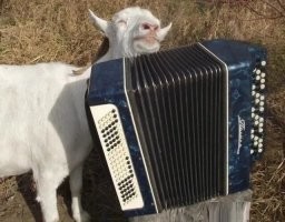 Во-во...
Нафига жвачному мелкому рогатому скоту из  семейства полорогих коробчатый музыкальный инструмент сильфонного типа,  если она и так экзальтированна?