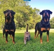 Зверские фото